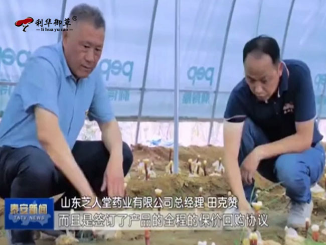 利华御草,利华御草贴牌,泰安新闻,灵芝代工