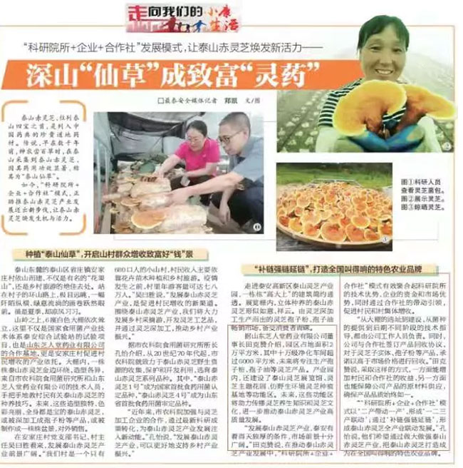 利华御草,利华御草田总被聘为丰山村名誉村长,科学种芝助力乡村振兴