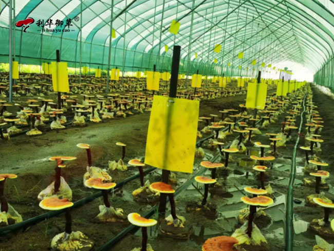 芝人堂灵芝孢子粉,182项欧盟有机认证农残检测,182项欧盟有机认证