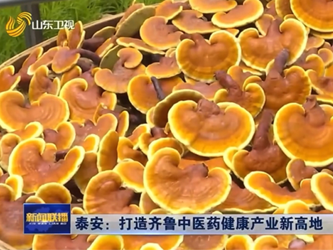 山东卫视大篇幅报道灵芝全产业链企业芝人堂