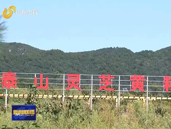 山东卫视大篇幅报道灵芝全产业链企业芝人堂